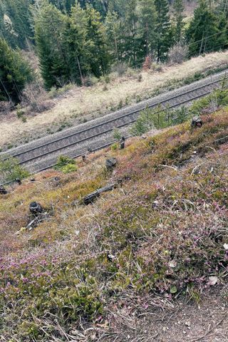 Picture taken from an embankment down to the tracks, the embankment is covered in alpine low-growth plants, behind the tracks there are trees