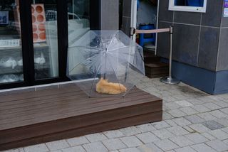 A ginger cat rests under a clear umbrella on a wooden deck outside a building.