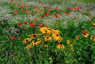 A vibrant field of wildflowers with yellow black-eyed Susans in the foreground and red poppies and white flowers blurred in the background.
