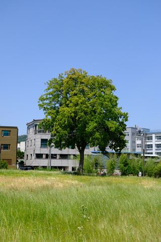 A large, leafy green tree stands in a field of tall grass, with modern buildings and a clear blue sky in the background.