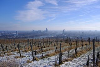 Vineyard in winter with snow in between the vines and in the background is the Danube river and the city